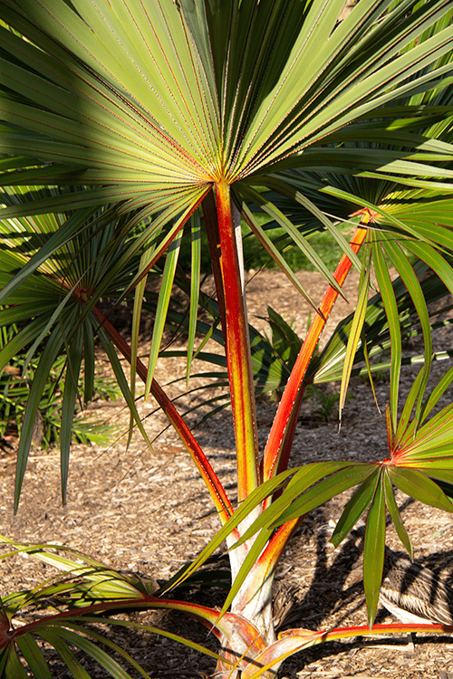 Red latana palm